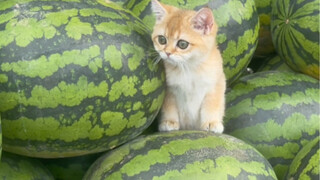 Who would have thought the little milk cat I got in exchange for a watermelon would be so well-behav