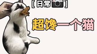 捡一只每天都担心自己饿死的小流浪猫是什么体验…