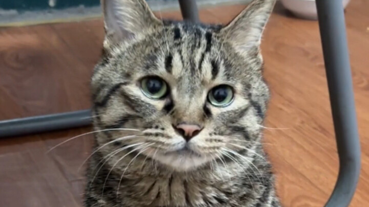 Memaksa kucing kecil memakan makanan kaleng buatan saya, untuk pertama kalinya melihat ekspresi sepe