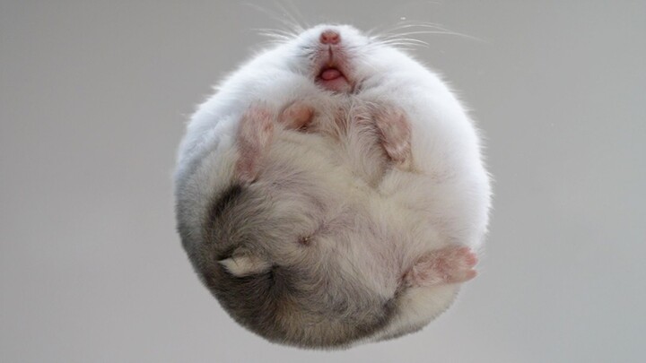 Tôi hiếm khi dùng từ "bóng" để mô tả chuột hamster.