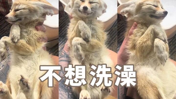 Chú cáo nhỏ cố giả chết để trốn tắm