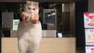 【Cat meme】Rebirth: My work diary at KFC 1