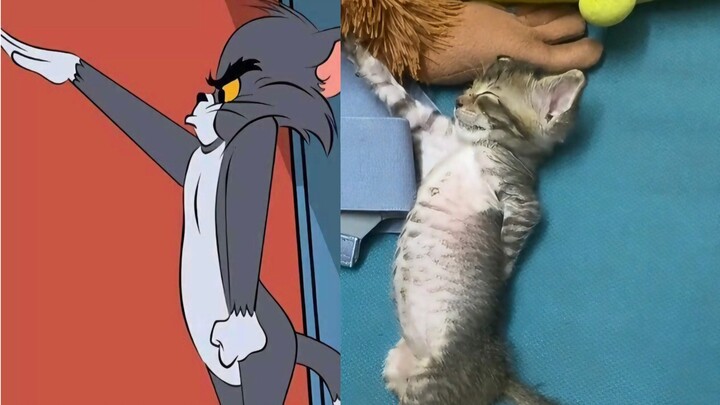 Tom and Jerry will not deceive me! ! !