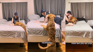 Chú chó lần đầu nhảy lên giường, thoáng chốc đã lớn rồi