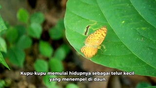 Kupu kupu