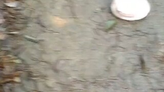 今天运气真好呀~捡到好多东西~