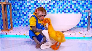 THE MONKEY  FULL MOVIE