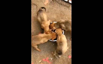 “การกินของสัตว์มันล้ำจินตนาการขนาดนี้เลยเหรอ?” (เวอร์ชันดูดเข้าปากแบบพายุ)