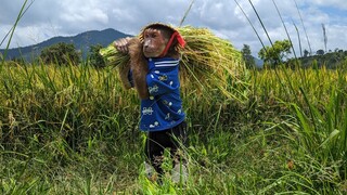 Farmer ABU goes harvest rice by hand. Cook rice to feed Bingo dog