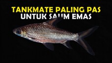 BIAR GOLSOM KALIAN GAK SENDIRIAN NIH JENIS TANKMATE YANG COCOK UNTUK CICHLID GREEN TERROR