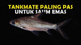 BIAR GOLSOM KALIAN GAK SENDIRIAN NIH JENIS TANKMATE YANG COCOK UNTUK CICHLID GREEN TERROR