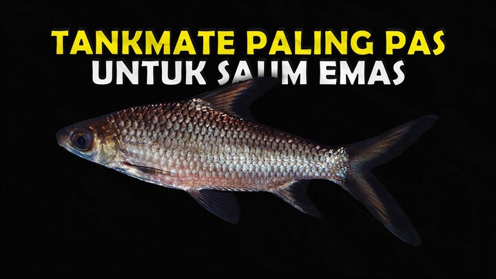 BIAR GOLSOM KALIAN GAK SENDIRIAN NIH JENIS TANKMATE YANG COCOK UNTUK CICHLID GREEN TERROR