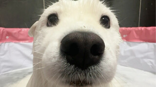 It turns out that Samoyed taking a bath is so cute!