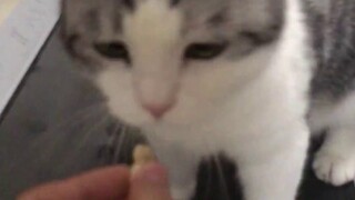 เนื้อแห้งชิ้นหนึ่งหลอกให้แมวขึ้นไปบนลู่วิ่งไฟฟ้า และเมื่อเขาเหยียบขึ้นไป เขาก็ติดกับดัก