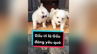 Gấu đáng yêu ko cả nhà ơi. Hihi. cunyeucuadua chó chócon chókhôn chócute xuhuong fyp