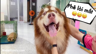 Mật Massage Gì Mà Phê Lòi Mắt Thế Này??  Á á - Mật Pet Family