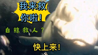 Tidak sengaja jatuh ke dalam air! Paus putih kecil datang untuk menyelamatkanmu!