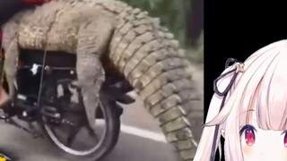 Japanese Lolita watched "You Can't Live Without Fighting" and was stunned when she saw a man riding 