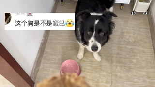 Can you talk, puppy?