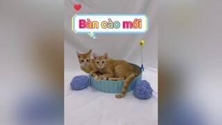 Cuối cùng tui vẫn phải mua bàn cào mới cho 2 con heo vitaminmeo mèo yeudongvat yêumèo meota cat vitaminmèo xuhuong cats meow catlover meo