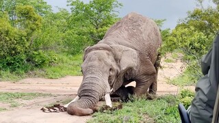 Mengapa gajah menusuk tanah dengan gadingnya?
