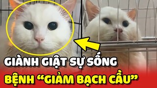 Hành trình giành giật SỰ SỐNG của bé mèo bị GIẢM BẠCH CẦU | Yêu Lu
