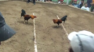 Hati puso ng manok ko, pero naitawid pa. PeruvianSweater