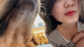 Anjing