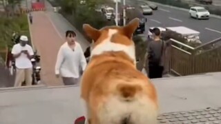 Situs-situs asing ramai membicarakan anjing China yang bisa bermain skateboard. Persentase pengembal