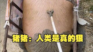 หมูหมู : มนุษย์นี่โหดร้ายจริงๆ