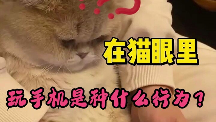 Dalam pandangan kucing, perilaku kamu bermain ponsel itu seperti apa?