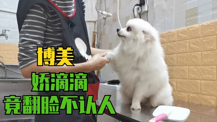 Anjing tua yang diremajakan, Pomeranian sangat patuh saat mandi, potong rambut, dan blow dry; setela