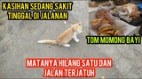 Astagfirullah Kucing Jalanan Sakit Parah Jalannya Mau Jatuh Dan Matanya Sudah Copot