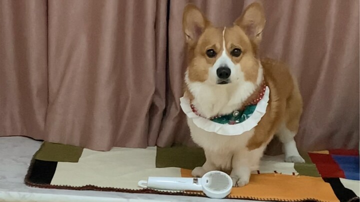 يا للهول!! وعدتُ الكلب الصغير بأن أمشّط له فرائه لكنني نسيت... ماذا أفعل الآن؟