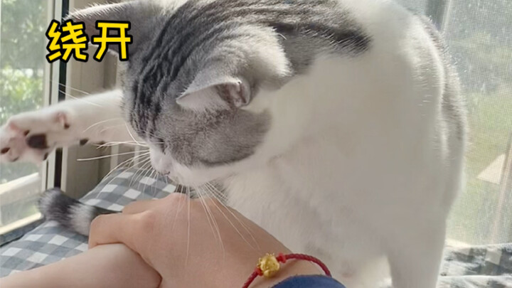 驰名双标小猫咪—桑葚。