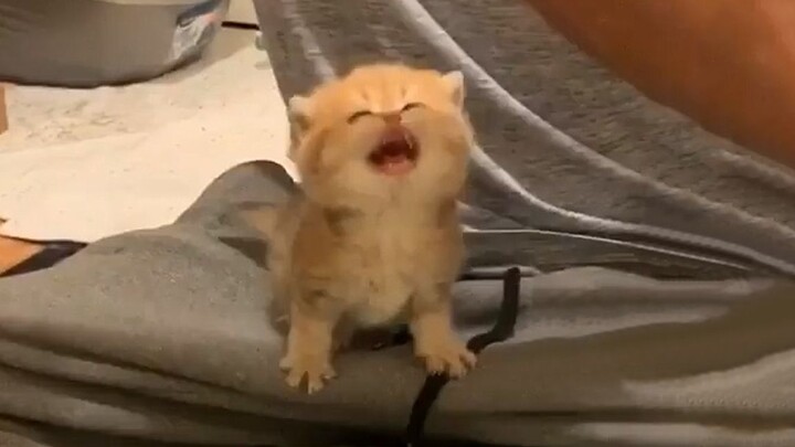 This little kitten is probably the reincarnation of a starving ghost~