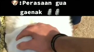 🐶: perasaan gua gaenak