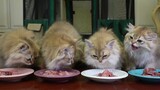 [Cat] Feeding test