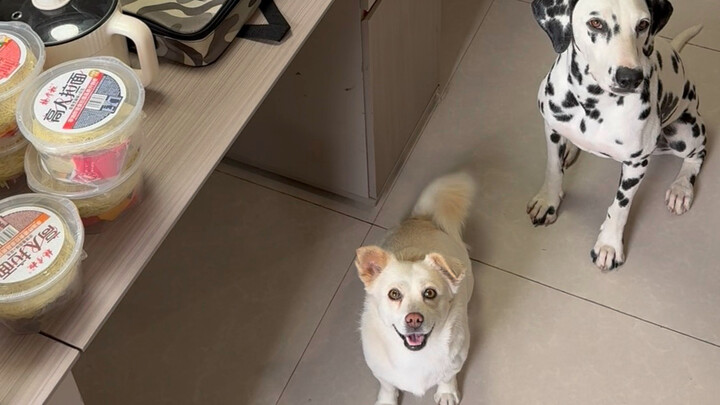 2 People, 2 Dogs: 20-Day Self-Drive Trip to Tibet – Luggage Organization Vlog