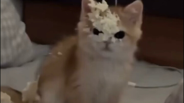 Marah sampai rambut berdiri seperti kucing