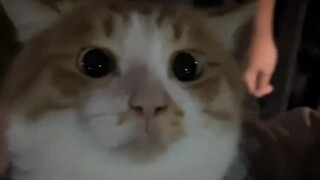 ลูกแมว: อย่าเข้ามาที่นี่!