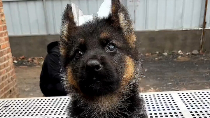 帮粉丝挑选德国牧羊犬