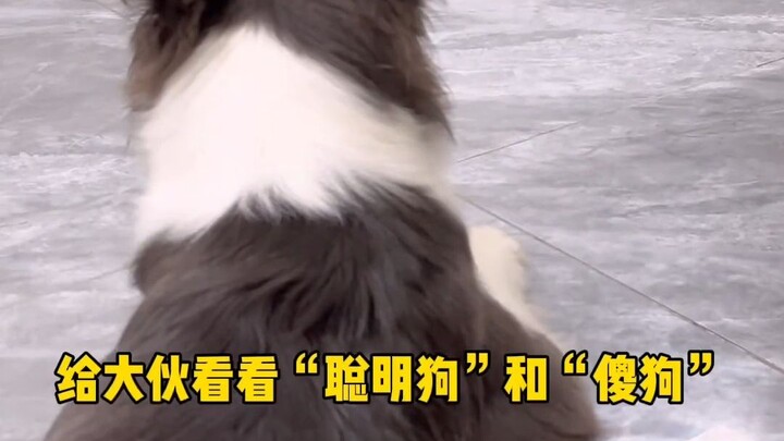 A dog with a lot of ideas vs a dog with only one mind