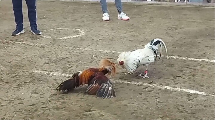 2nd fight hackfight Jan 4 sa Angono Cockpit