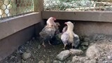 gameness of our chicks