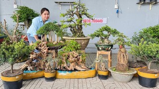 Bonsai đẹp độc #0939700449 Thúy An 31/3 chào bán lô cây cảnh hoa trái hàng mới về