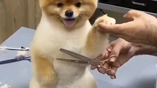 Cut dog's hair. Cute dog.