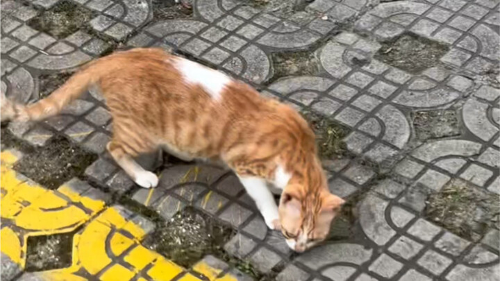 A Crappy Cat for 20 Yuan