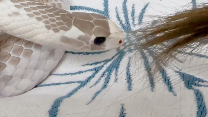 What’s the fun in keeping snakes if you don’t have a bunch of them?