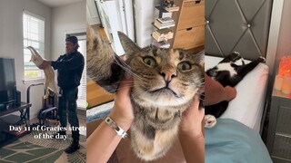 猫猫伸展时间到咯~